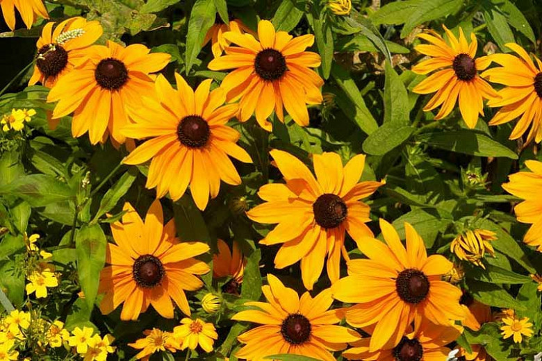 Black-Eyed Susan Marmalade, Rudbeckia Hirta Marmalade, Gloriosa Daisy Marmalade,Yellow Ox-eye Daisy Marmalade, yellow flowers, orange flowers